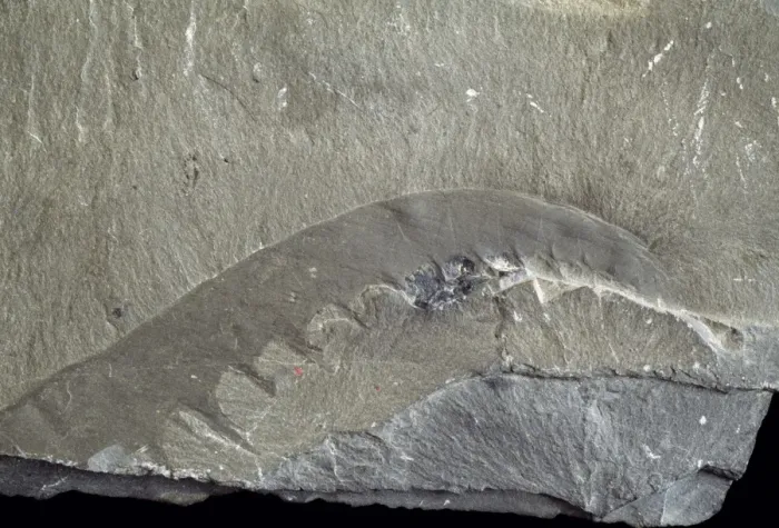 Framed Print : Fossil Anomalocaris limb Print