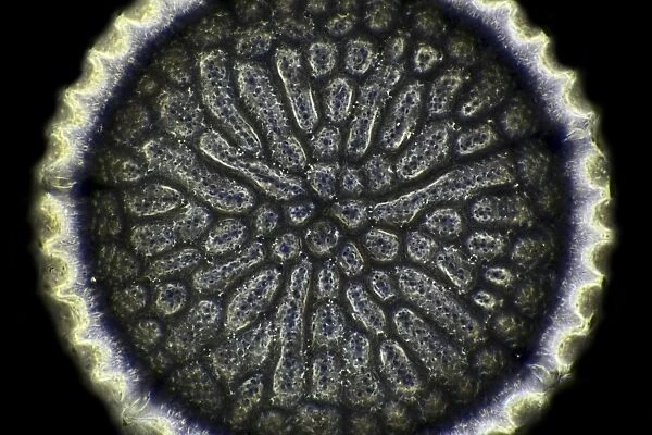 Fossil diatom, light micrograph C016  /  8586