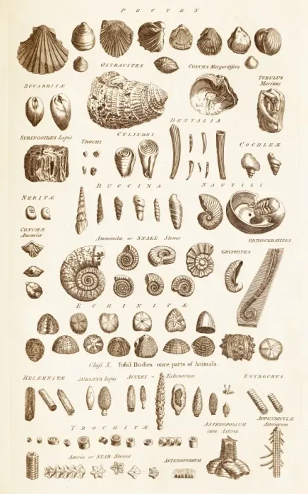 Framed Print : Fossil Shells Print C017 / 3532 Plate Framed Print : Fossil Shells Print C017 / 3532 Plate