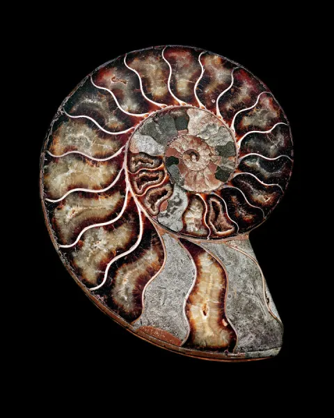 Fossilised ammonite (Asteroceras obtusum)