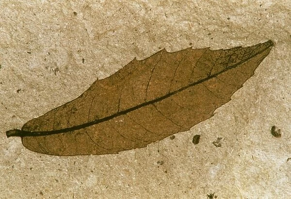 Fossilised leaf in mudstone