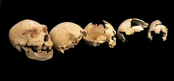 Fossilised skulls, Sima de los Huesos