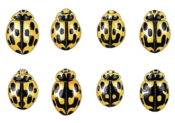 Fourteen-spot ladybird colouration