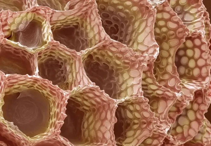 Framed Print : Foxglove Seed Coat SEM Print Framed Print : Foxglove Seed Coat SEM Print