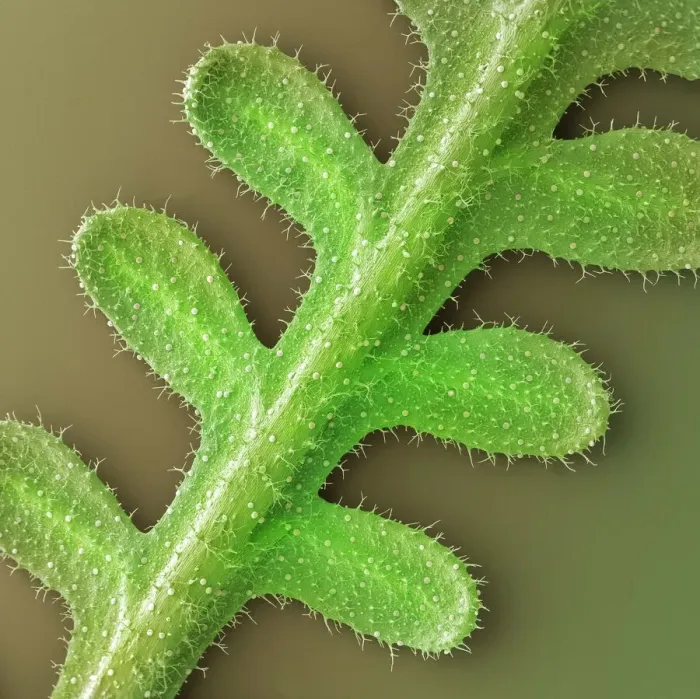 Framed Print : French Lavender Leaf Print, SEM Framed Print : French Lavender Leaf Print, SEM