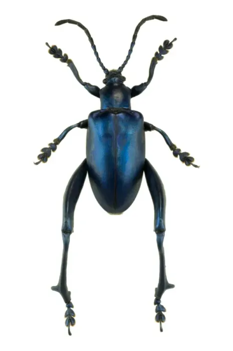 Framed Print : Frog Beetle Print (Sagra sp.) Framed Print : Frog Beetle Print (Sagra sp.)