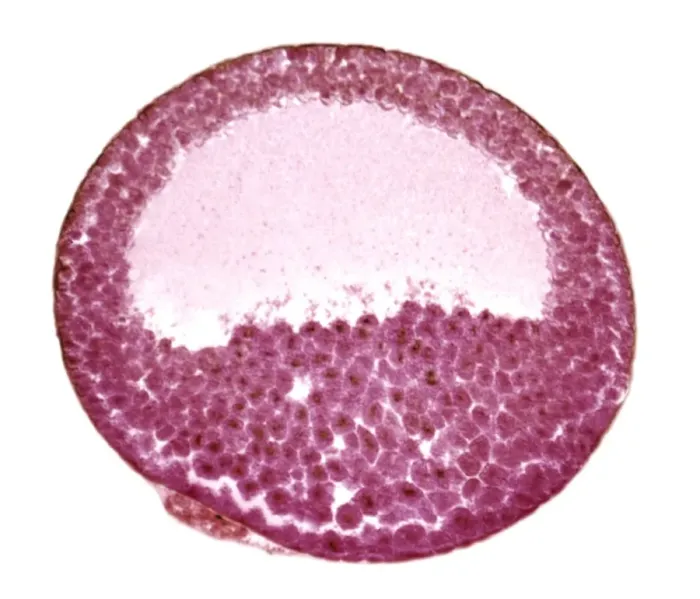 Framed Print : Frog embryo print, light micrograph Framed Print : Frog embryo print, light micrograph