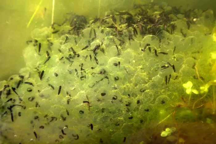 Framed Print : Frog Spawn Print Framed Print : Frog Spawn Print
