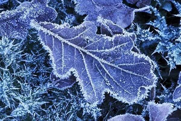 Frost-covered oak leaf