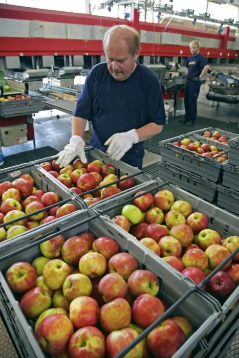 Framed Print : Fruit Distribution Print: Packer Sorting Apples Framed Print : Fruit Distribution Print: Packer Sorting Apples