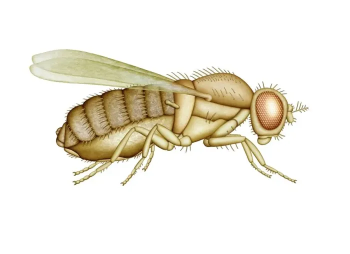 Framed Print : Fruit Fly Anatomy Print Framed Print : Fruit Fly Anatomy Print