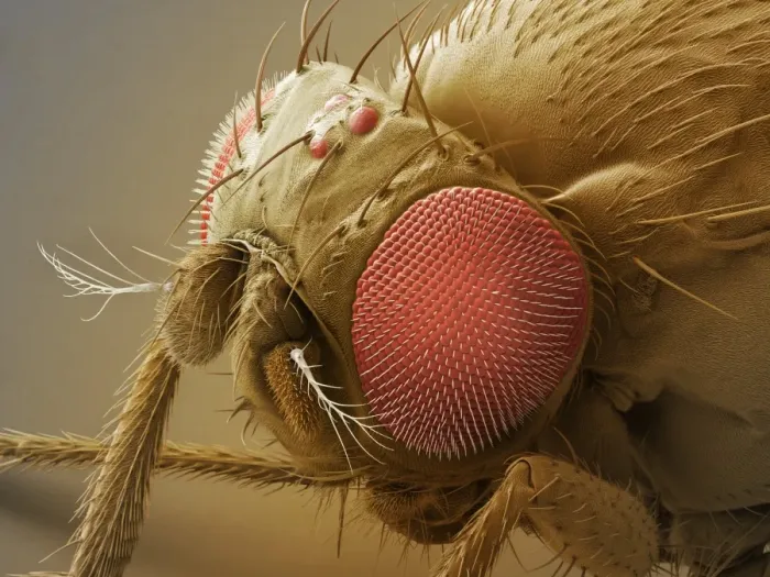 Framed Print : Fruit Fly Head Print - Coloured SEM Image Framed Print : Fruit Fly Head Print - Coloured SEM Image
