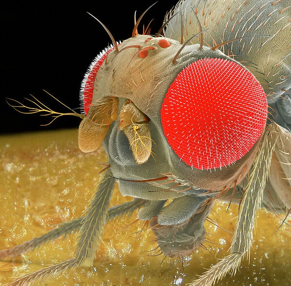 Fruit fly, SEM Z340  /  0699