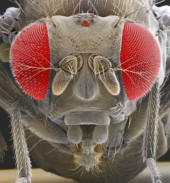 Fruit fly, SEM Z340  /  0700