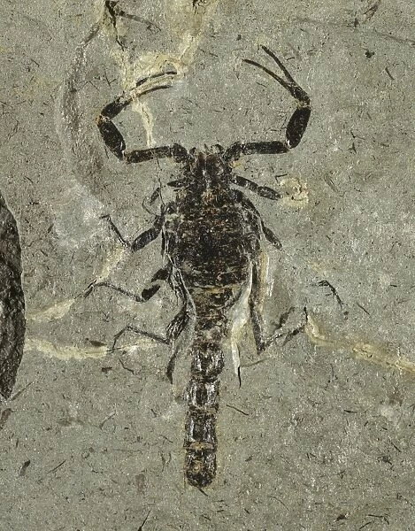 Gallio scorpion fossil C018  /  9406