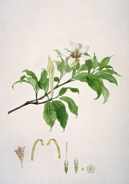 Gardenia rothmannia, 18th century C016  /  5485