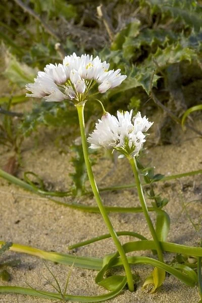 Garlic (Allium sub villosum)