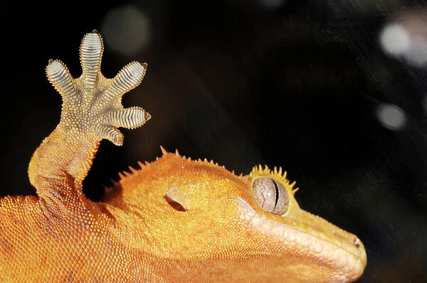 Gecko. Underside of the head and foot of a gecko (family Gekkonidae) walking on glass