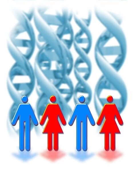 Genetic sexuality