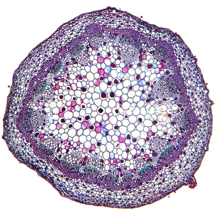 Framed Print : Geranium stem print, light micrograph Framed Print : Geranium stem print, light micrograph