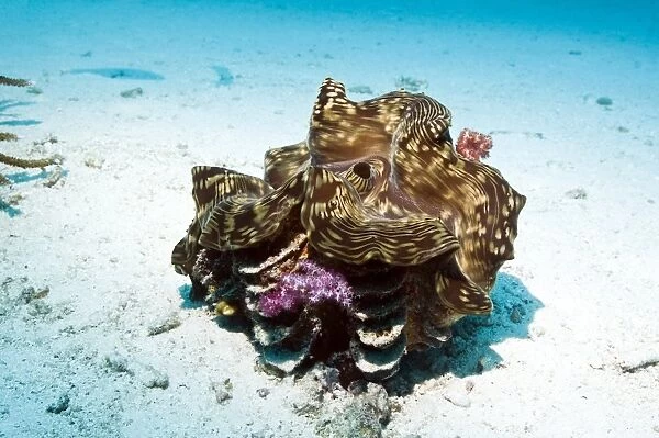 Giant clam on the sea bed