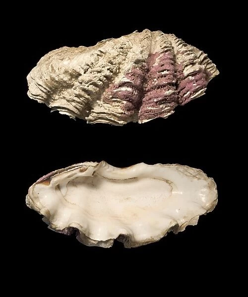 Giant clam shells C016  /  6060