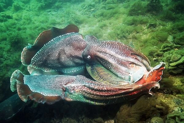Giant cuttlefish fighting