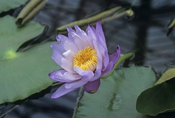 Giant water lily flower