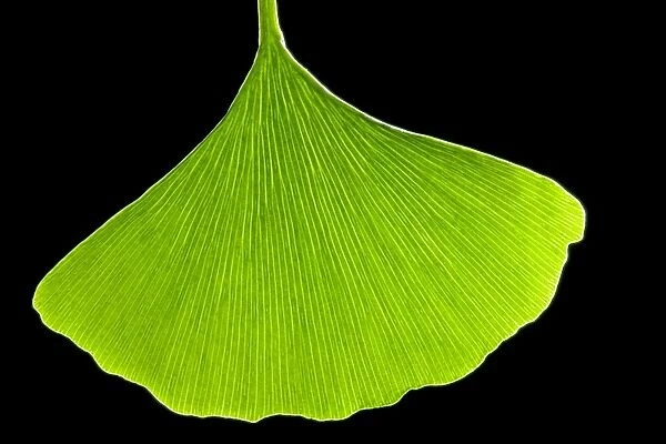 Ginkgo leaf, computer artwork