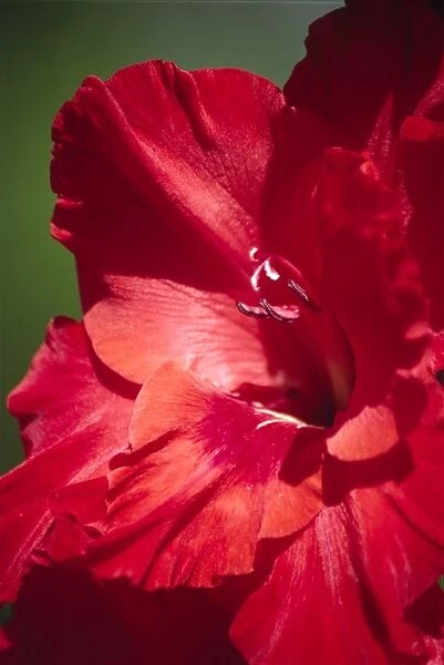 Gladiolus flower (Gladiolus gandavensis)