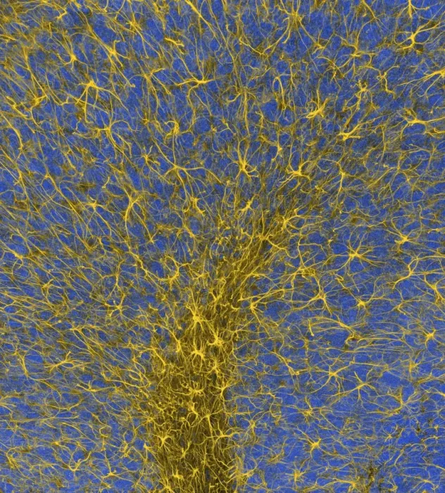 Framed Print : Glial Cells Print, Confocal Micrograph Framed Print : Glial Cells Print, Confocal Micrograph