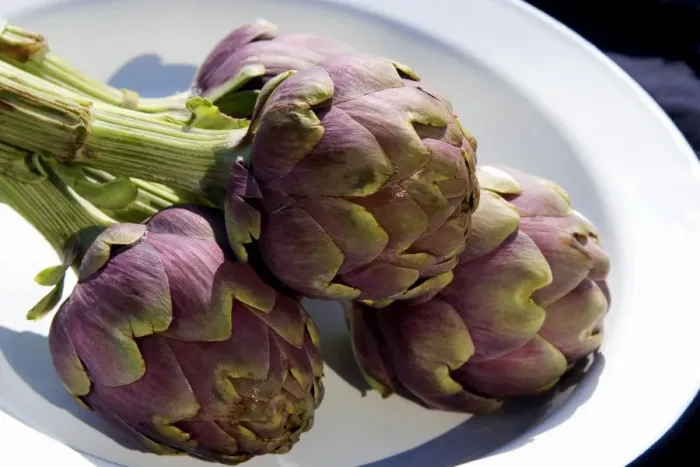 Framed Print : Globe Artichoke Print Framed Print : Globe Artichoke Print