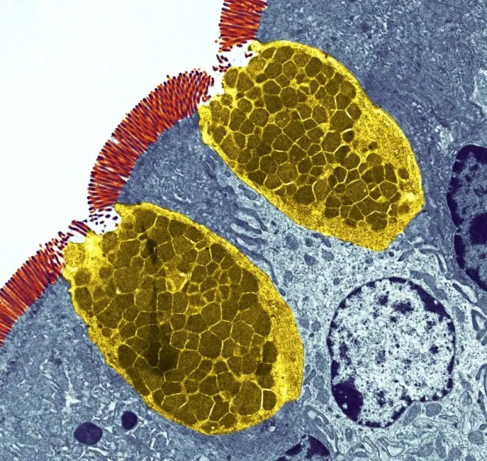 Framed Print : Print of Goblet Cells in Intestinal Lining Framed Print : Print of Goblet Cells in Intestinal Lining