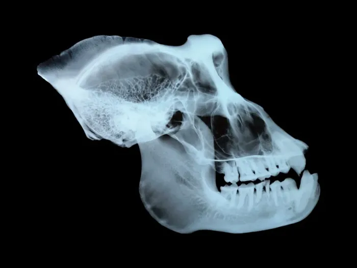 Framed Print : Gorilla Skull Print - Side View X-ray