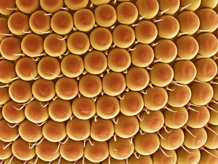 Framed Print : Compound Eye of a Gnat Print Framed Print : Compound Eye of a Gnat Print