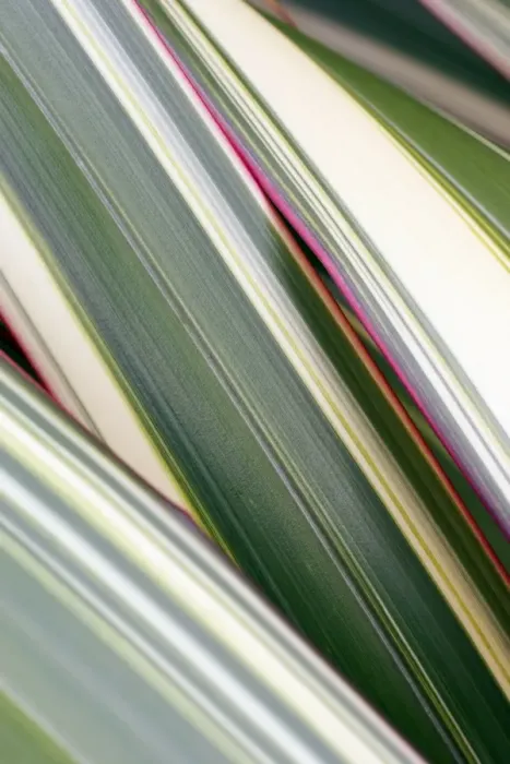 Framed Print : Phormium Tricolor Leaf Print Framed Print : Phormium Tricolor Leaf Print