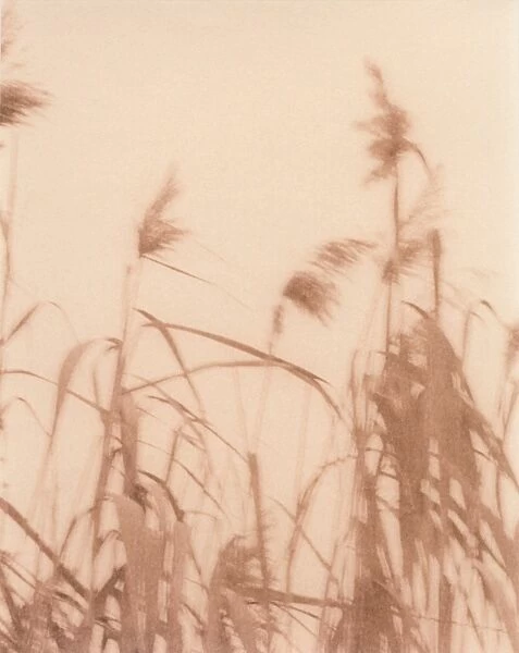 Grasses blowing in the wind, time exposure image