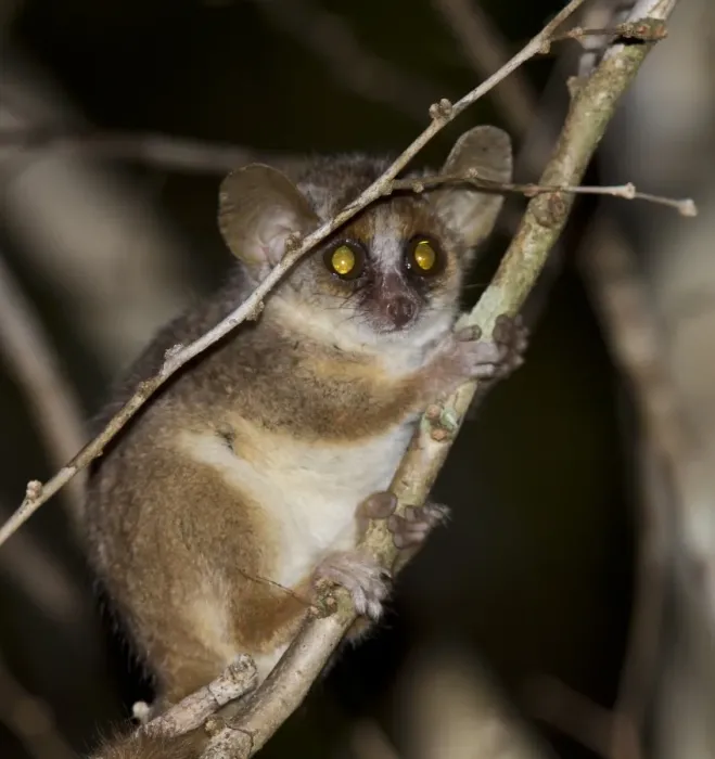 Framed Print : Gray mouse lemur in tree Print Framed Print : Gray mouse lemur in tree Print