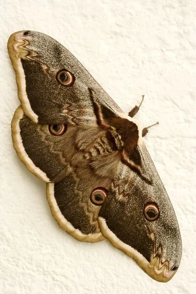 Great peacock moth