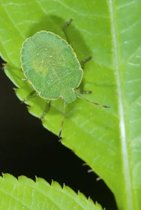 Framed Print : Green Shield Bug Print on a Leaf Framed Print : Green Shield Bug Print on a Leaf