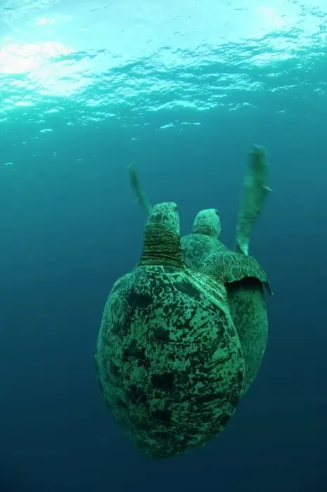 Framed Print : Green Turtles Mating Print Framed Print : Green Turtles Mating Print