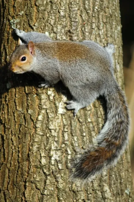 Framed Print : Grey squirrel on a tree Print Framed Print : Grey squirrel on a tree Print