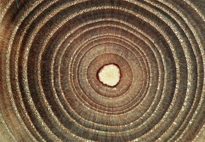 Framed Print : Tree Growth Rings Print Framed Print : Tree Growth Rings Print