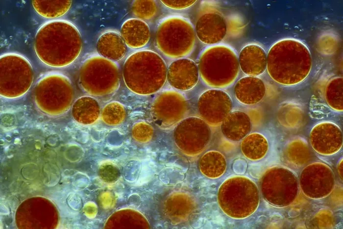 Framed Print : Haematococcus algae Print, 10cm wide Framed Print : Haematococcus algae Print, 10cm wide