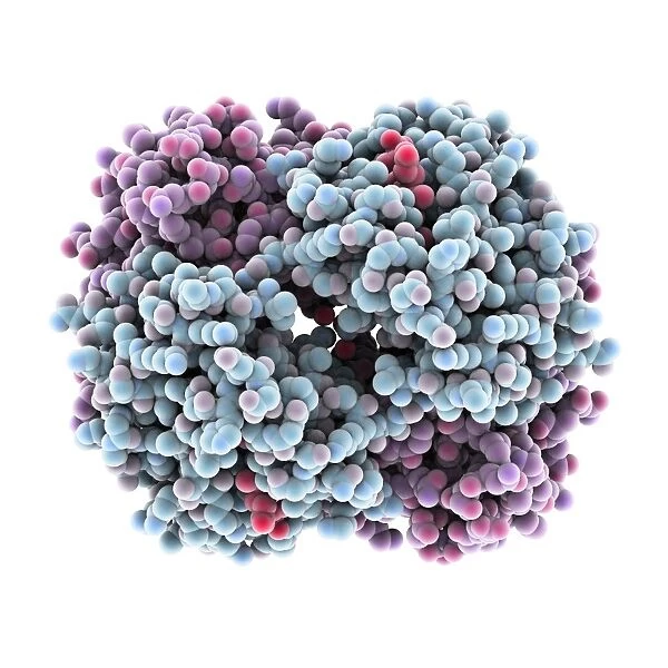 Haemoglobin, molecular model C015  /  9391
