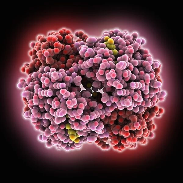 Haemoglobin, molecular model C015  /  9392