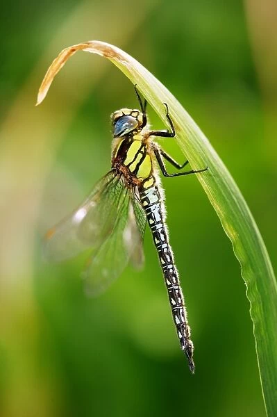 Hairy hawker dragonfly