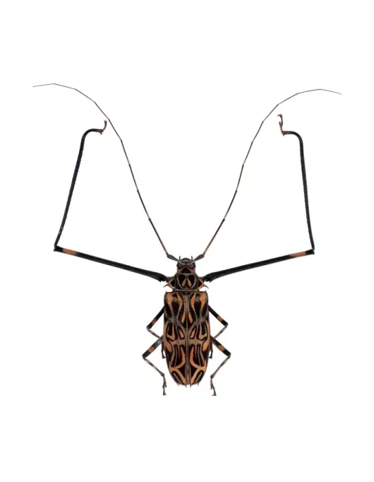 Framed Print : Harlequin Beetle Print (8cm long) Framed Print : Harlequin Beetle Print (8cm long)