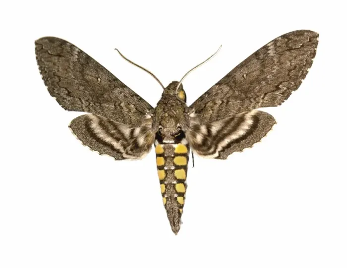 Framed Print : Hawk Moth Print (Upperside View) Framed Print : Hawk Moth Print (Upperside View)