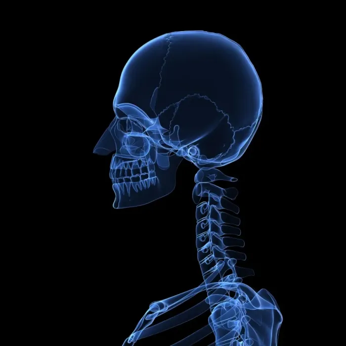 Framed Print : Head and Neck Bones Print Framed Print : Head and Neck Bones Print
